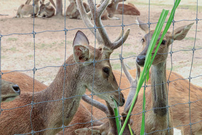 Deer in a field