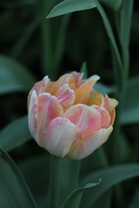 Close-up of pink rose flower