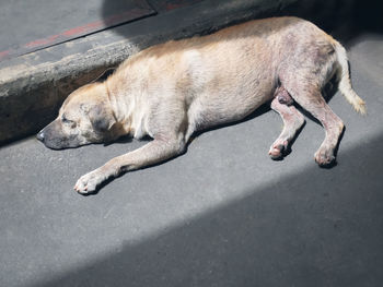 High angle view of dog sleeping on street