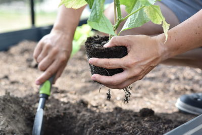 Plant hands earth cucumber tomatoes garden ecology bio