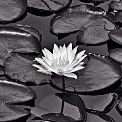 Lotus water lily in pond