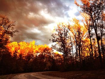 Trees by road against sky during sunset