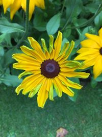 High angle view of yellow flowering plant