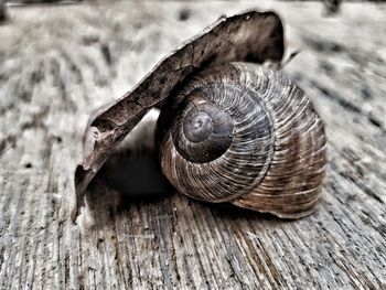 Close-up of snail