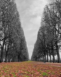 Trees growing on field against sky during autumn