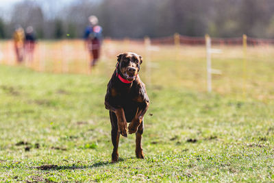 Dog running straight on camera and chasing coursing lure on green field