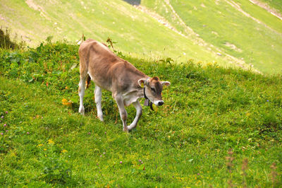 View of a horse on field