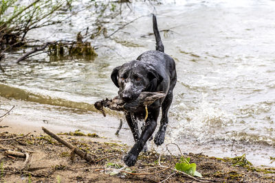 Black lab retrieving a duck from the water