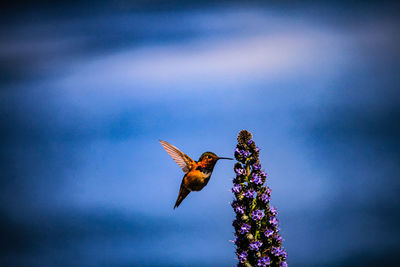 Butterfly pollinating on purple flower