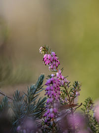 Close-up of pink flowering plant