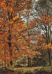 Trees in autumn