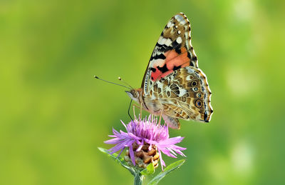 Close-up of butterfly pollinating on purple flower