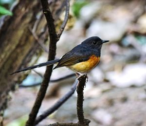 Close-up of bird perching on branch