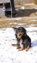 Dog on snow covered land