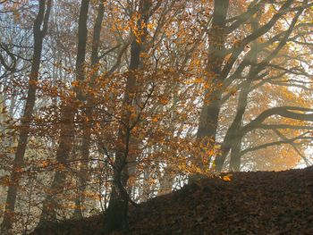 Low angle view of trees in forest during autumn