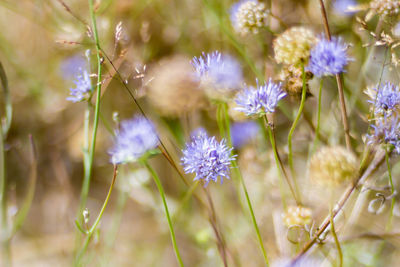 Close-up of purple flowers