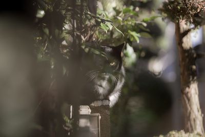 Close-up of cat on ledge