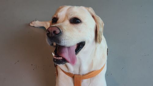 Close-up of dog looking away