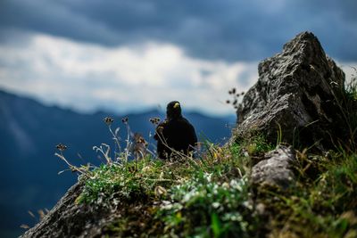 Rocks on grassy field against cloudy sky