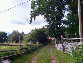 Footpath leading towards trees