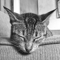 Close-up of cat sleeping on rug