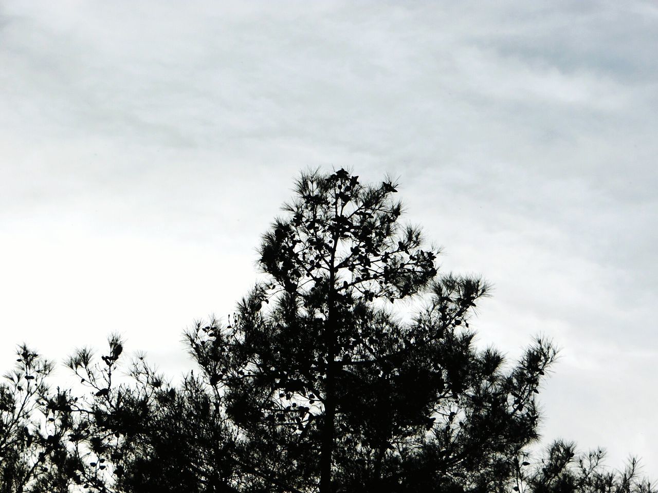 tree, low angle view, sky, branch, silhouette, tranquility, growth, nature, beauty in nature, cloud - sky, treetop, scenics, high section, tranquil scene, cloudy, cloud, outdoors, no people, day, bare tree