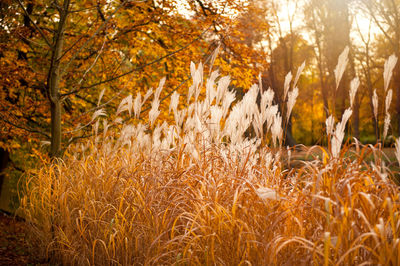 Trees in field