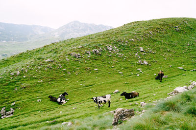 View of sheep grazing in field