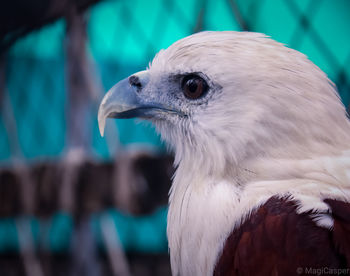 Close-up of eagle