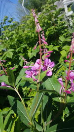 Close-up of pink flowers blooming outdoors