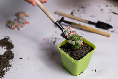 Plant the cactus in small pots. add colored stones for beauty by slowly adding stones.