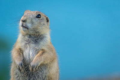 Close-up of squirrel