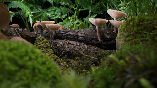 Close-up of mushrooms growing on field