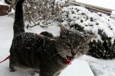 Portrait of cat in snow