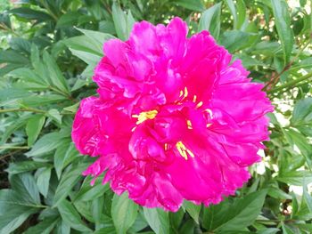 Close-up of pink flower blooming outdoors
