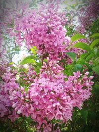 Close-up of pink flowers