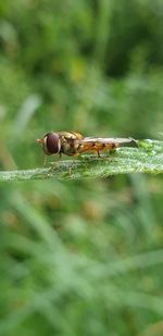 Close-up of insect on plant