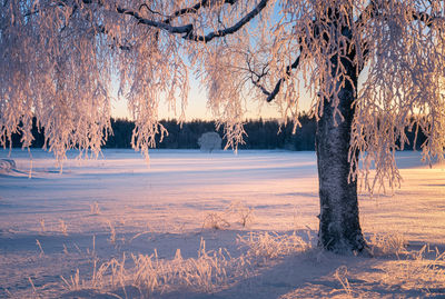 Bare trees on snow covered land