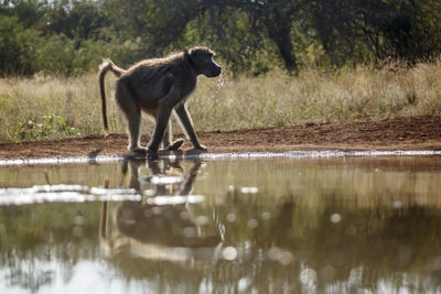 Monkeys in lake