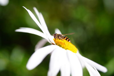 Close-up of bee pollinating on flower