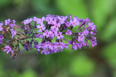 Close-up of pink flowering plants