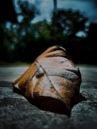 Close-up of dry leaf on rock