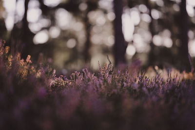 Close-up of purple flowering plants on field