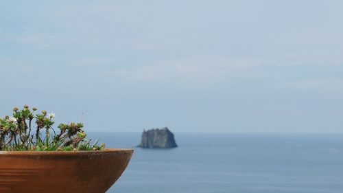 Close-up of plants by sea against sky