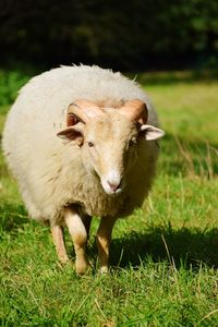 Portrait of sheep on field