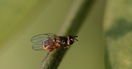 Close-up of housefly