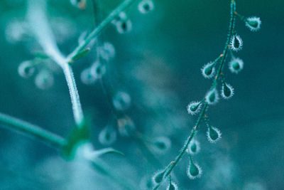 Close-up of plant against blurred background