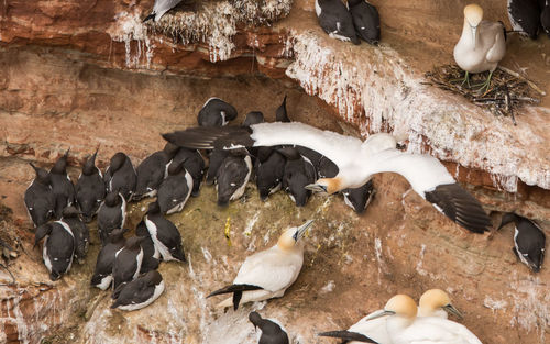 High angle view of penguins on rocks