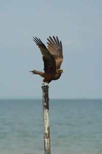 Close-up of bird perching on sea against clear sky