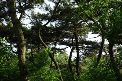 Low angle view of trees in forest